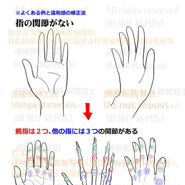 個人メモ:手の基本構造 / 指の関節