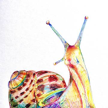 カタツムリ🐌