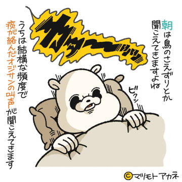 限りなく限りなく人間に近いクアッカワラビーのマツモトさん⑦