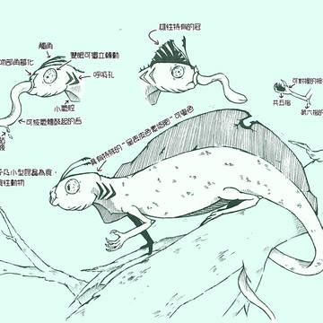 新生物-林氏辮努卡