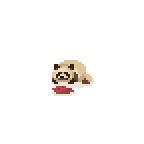 タヌキ