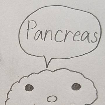 Pancreas