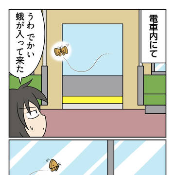 蛾