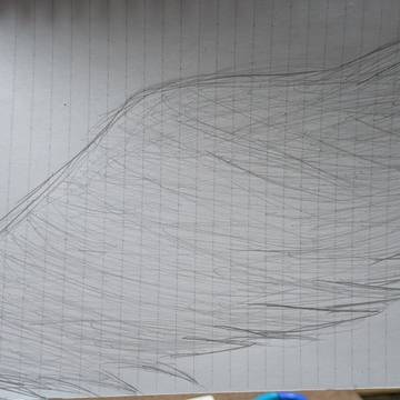 羽の絵