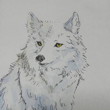 オオカミは可愛い