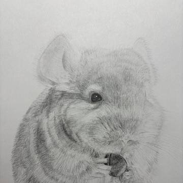 チンチラ 鉛筆画