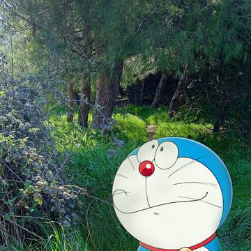 ドラちゃんののんびりとした散歩デート🍃✨