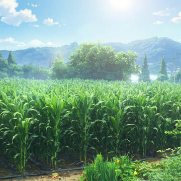 [時間差分アリ]トウモロコシ畑の風景2