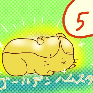 ゴールデンハムスター
