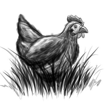 Chicken!