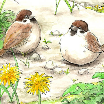 タンポポとスズメ