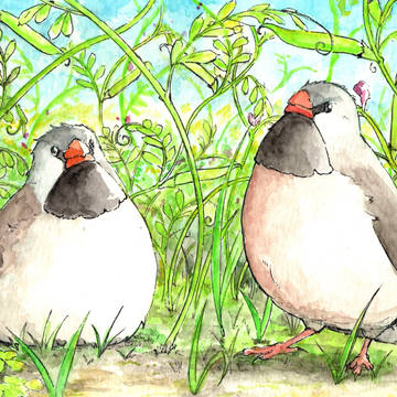 カラスノエンドウ