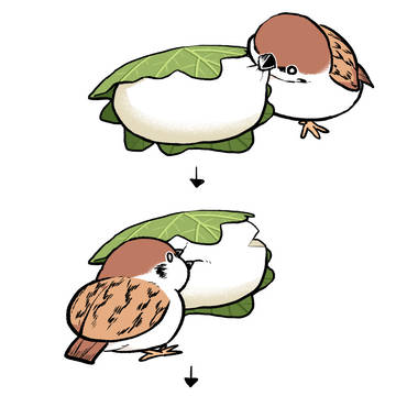 かしわもちもち
