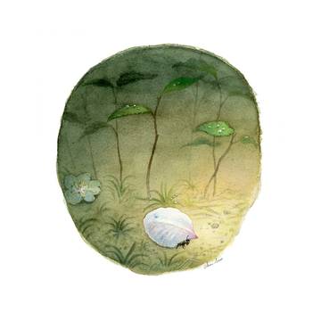 花びら