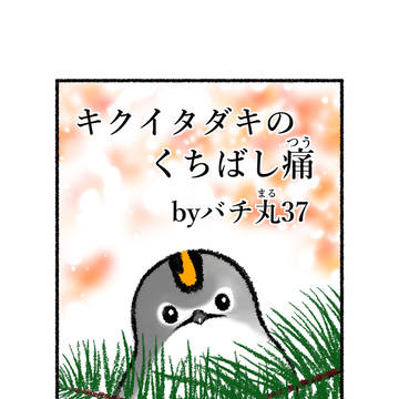 キクイタダキのくちばし痛