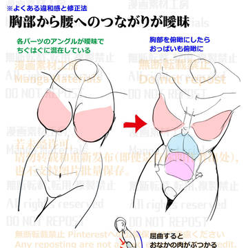 個人メモ:胸部~腰への立体