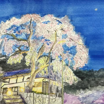 大安寺のしだれ桜　さくら祭