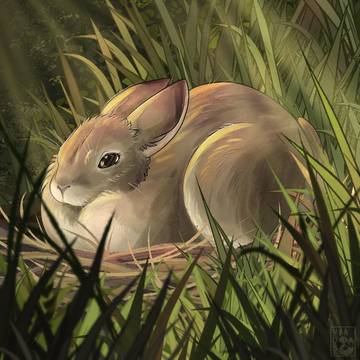Rabbit nest