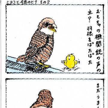ヒヨコと今年のヒナ その2