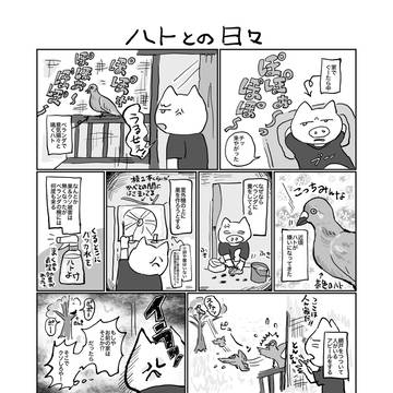 ハトとの日々