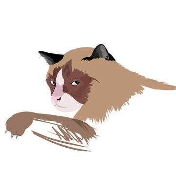 キャット