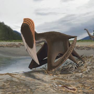 Jinjuichnus