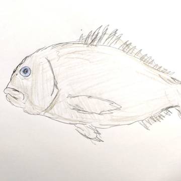 金鯛