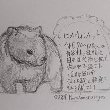 かわちいね
