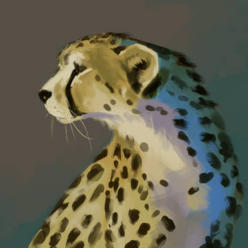 Cheetah Study