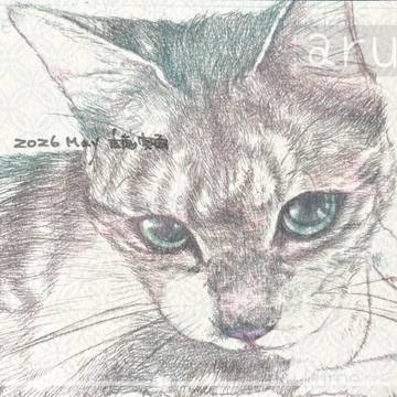 にゃんこ『じっ』