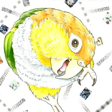 シロハラインコ