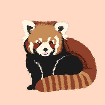 レッサーパンダ