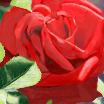 赤い薔薇B