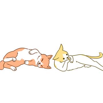 猫