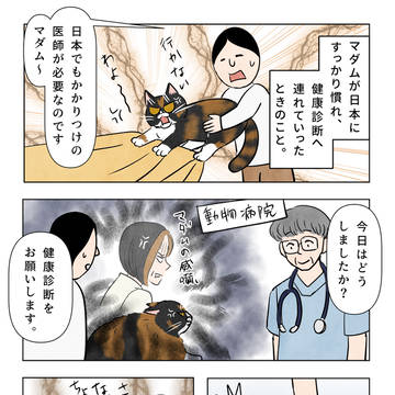 マダム、日本でのかかりつけ医師を探す🌹