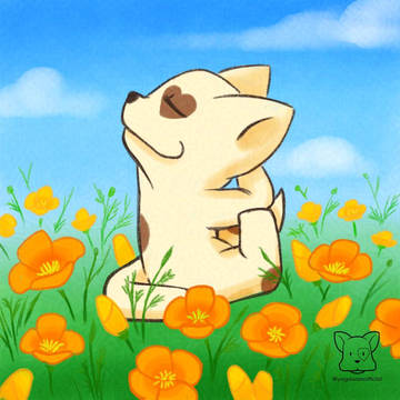 ヨガわんの5月:カリフォニアポピー