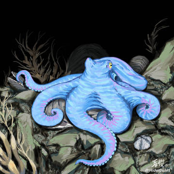 Paraloctopus caeruleus