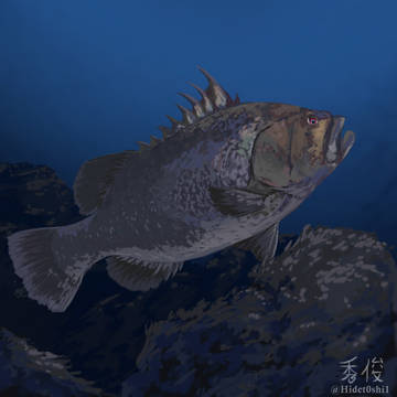 Warsaw Grouper skech