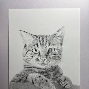 猫 鉛筆画