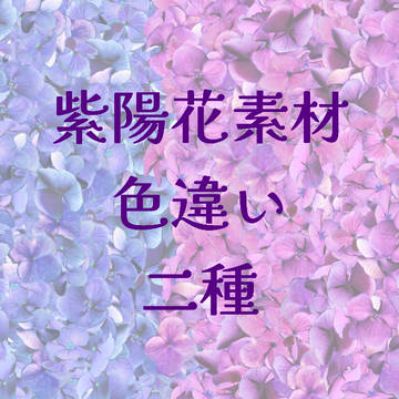 紫陽花素材/紫陽花ブラシ