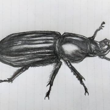 クロツヤムシ(クワガタ近縁種)