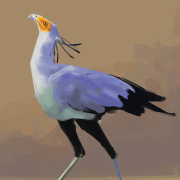 Secretary Bird Study