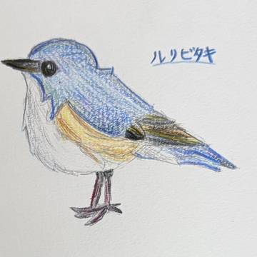 なんか上手くかけた鳥たち