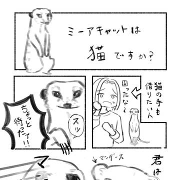 ミーアキャットは猫ですか？