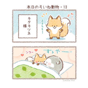本日のそいね動物>キタキツネ