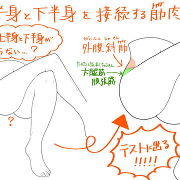 上半身と下半身を接続する筋肉