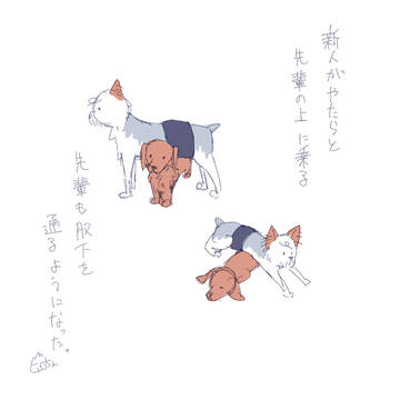 犬日記3