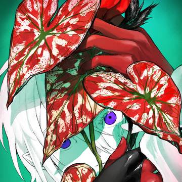 彩葉芋。