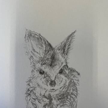 Tammar Wallaby