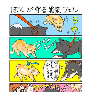 黒柴犬フェル8　ぼくが守る